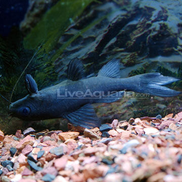 Black Upside Down Catfish, Freshwater fish Wiki