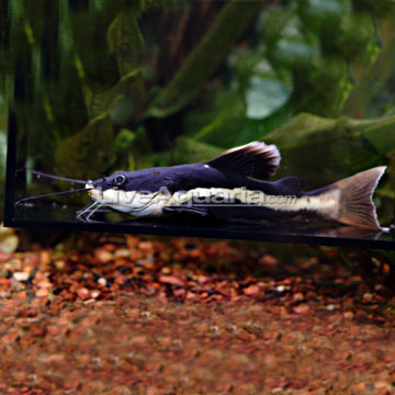 Black and white catfish cheap aquarium
