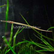P-76349-pipefish.jpg