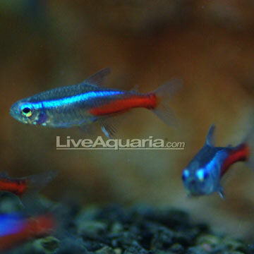 Jumbo Neon Tetra