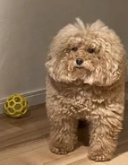 a very fluffy dog in the game files, coming from a IFunny post saying "WHY HE LOOK LIKE AMONG US AHHSOFHDHDJEB".