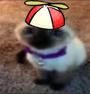 "dk the real one.jpg," found in the game files