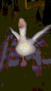 ApplyGoose.gif (6.85 MB) Goose video (Boyfriend dialogue portrait; unused)