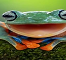 Frog icon