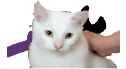 Hu3cat in realistic form, seen rarely in the main menu