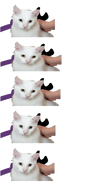 Realistic Hu3cat Form