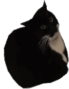 Maxwell the Cat | Funkipedia Mods Wiki | Fandom