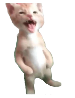 Michael cat shop