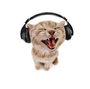 CATHEAD