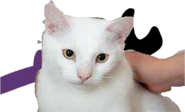 Static realistic Hu3cat