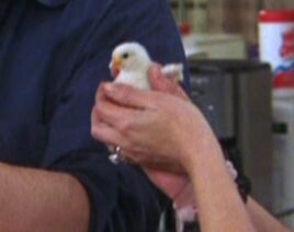 Chick Jr