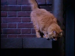 Paolo's Cat about to pounce on Ross