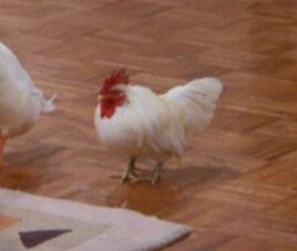 Chick Sr