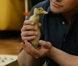Duck Jr