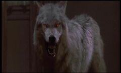 Frightnight wolf