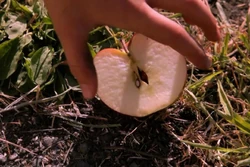 Рука и яблоко из воспоминаний МакКленнана