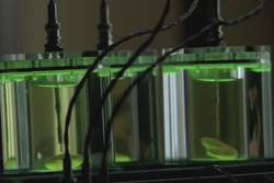 Кусочки мозга Уолтера