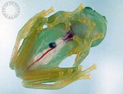 Glass frog