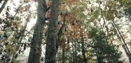 The Bottle Tree discovered by Boyd and Sara.