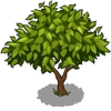Apricot Tree Big-icon