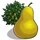 Oak Pear