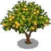 Apricot Tree Fruit-icon