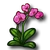 Pink Orchid-icon