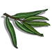 Eucalyptus Leaf-icon