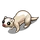 White Ferret