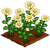 Chamomile-icon
