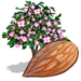 Almond Tree-icon