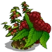 Raspberry Bush-icon