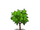 Apple Tree Sapling-icon.png