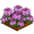 Spider Flower-icon
