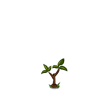 Apricot Tree Seedling-icon