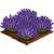 Lavender-icon