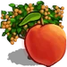 Peach Tree-icon