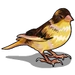 Canary-icon