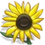 Sunflowers-icon