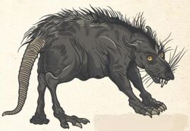 Rat Womp