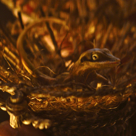 Gekko cornu