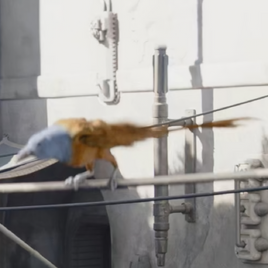 Oiseau de Nevarro non-identifié