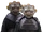 Wrosidien