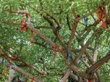Trilon Wishing Tree