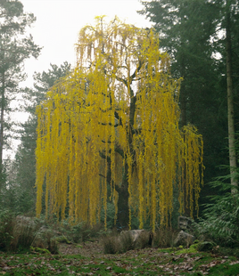 Arbre bunta