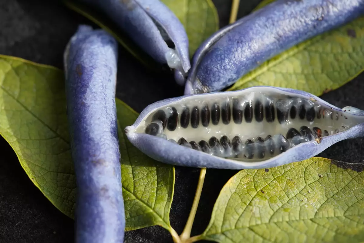 Dead Man's Fingers | Fruit Wiki | Fandom