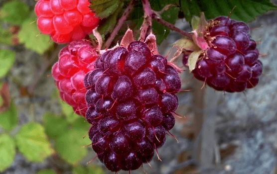 Loganberry | Fruit Wiki | Fandom