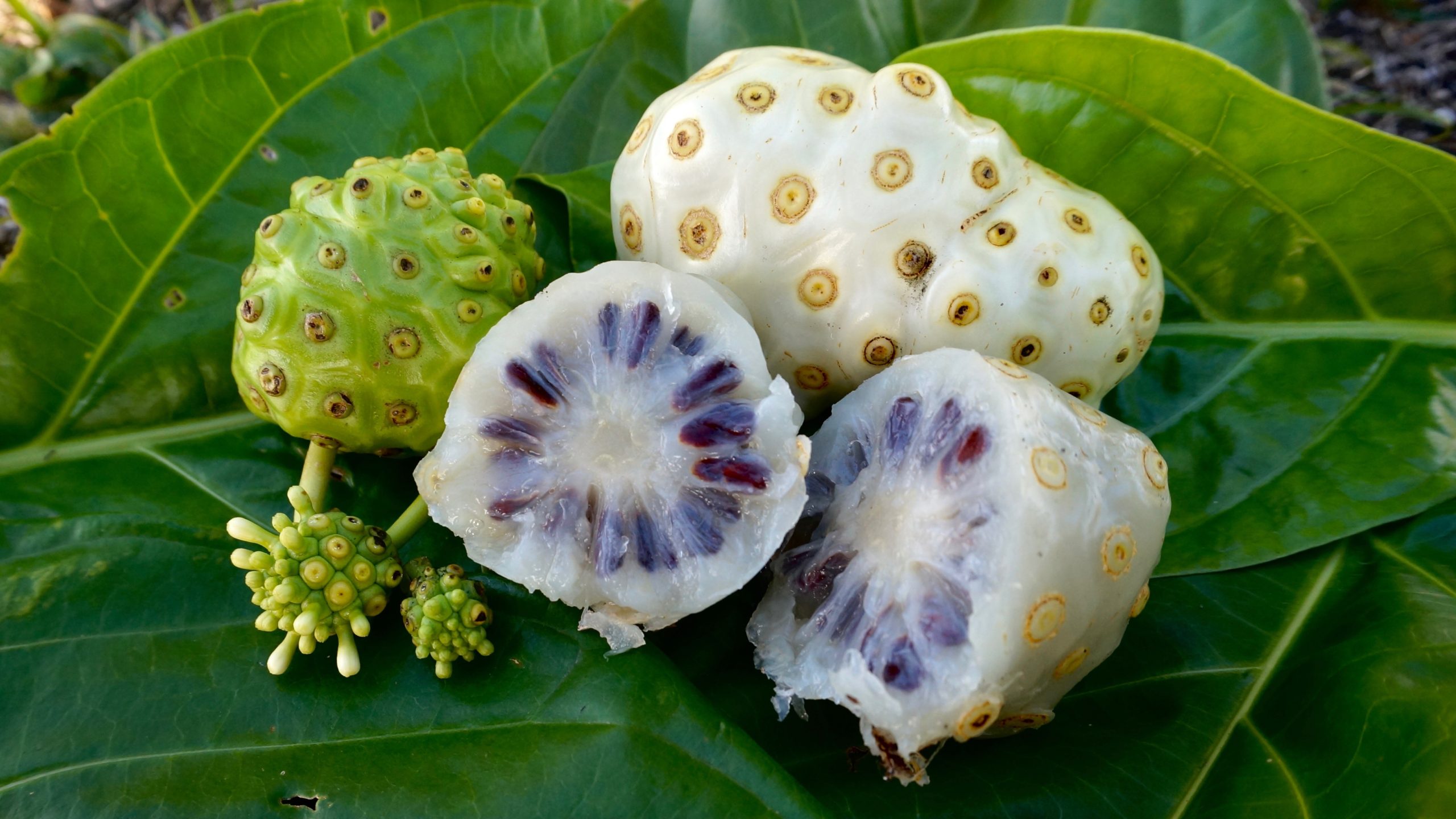 Noni Fruit Noni Fruit