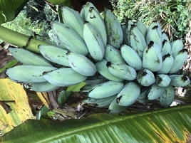 Banana/Blue Java Banana | Fruit Wiki | Fandom