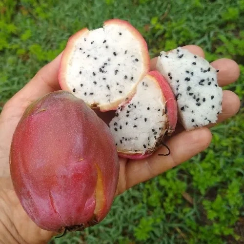 Peruvian Apple | Fruit Wiki | Fandom